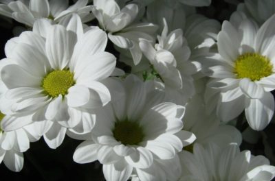 белая кустовая хризантема