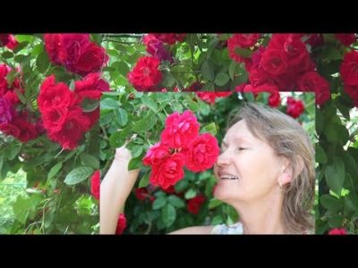 плетистые розы выращивание и уход
