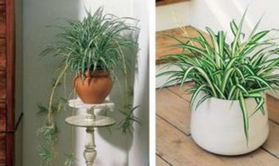 какие комнатные растения обязательно должны быть в доме