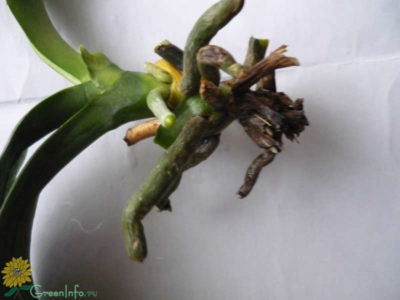 как вырастить орхидею из корня