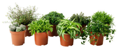 комнатные растения очищающие воздух в квартире