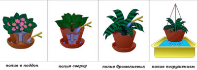 условные обозначения по уходу за комнатными растениями