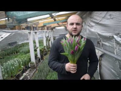 выращивание тюльпанов в теплице