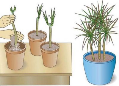 как размножаются комнатные растения