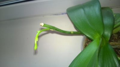 размножение орхидей цитокининовой пастой